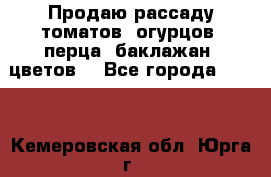 Продаю рассаду томатов, огурцов, перца, баклажан, цветов  - Все города  »    . Кемеровская обл.,Юрга г.